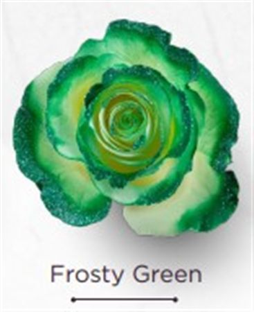 Rosa Gr Ec Tinted Frosty Green 50 cm