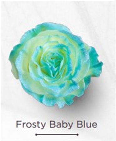 Rosa Gr Ec Tinted Frosty Baby Blue 50 cm