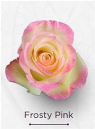 Rosa Gr Ec Tinted Forsty Pink 50 cm
