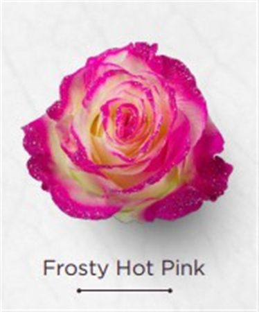 Rosa Gr Ec Tinted Frosty Hot Pink 50 cm