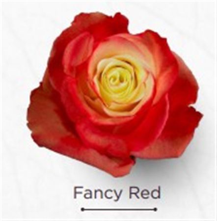 Rosa Gr Ec Tinted Fancy Red 50 cm