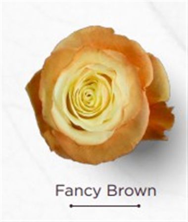 Rosa Gr Ec Tinted Fancy Brown 50 cm