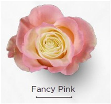 Rosa Gr Ec Tinted Fancy Pink 50 cm