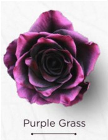 Rosa Gr Ec Tinted Purple Grass 50 cm