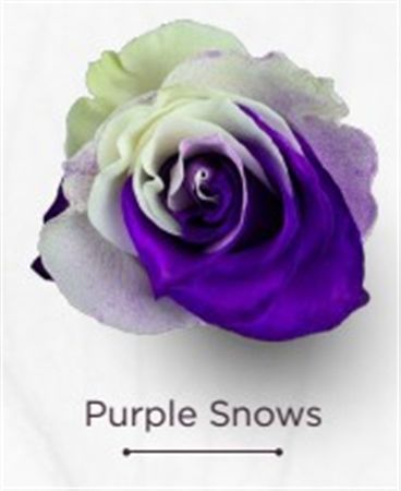 Rosa Gr Ec Tinted Purple Snows 50 cm
