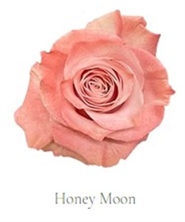 Rosa Gr Ec Tinted Honey Moon 50 cm
