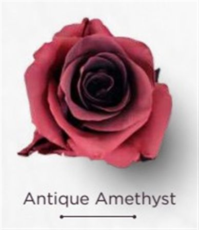 Rosa Gr Ec Tinted Antique Amethyst 50 cm