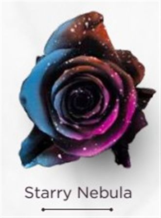 Rosa Gr Ec Tinted Starry Nebula 50 cm