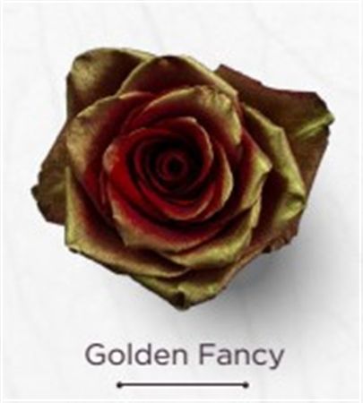 Rosa Gr Ec Tinted Golden Fancy 50 cm