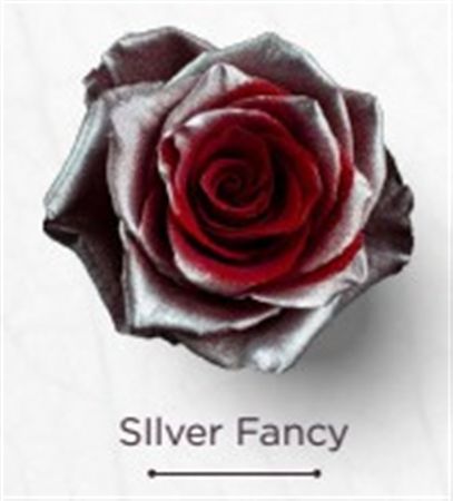 Rosa Gr Ec Tinted Silver Fancy 50 cm