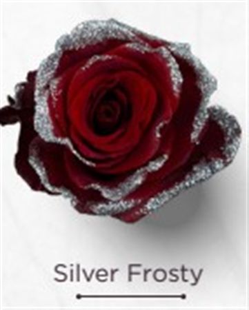 Rosa Gr Ec Tinted Silver Frosty 50 cm