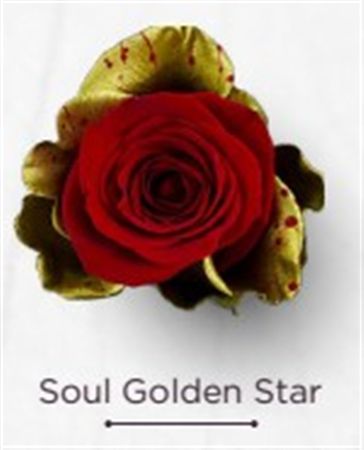 Rosa Gr Ec Tinted Soul Golden Star 50 cm
