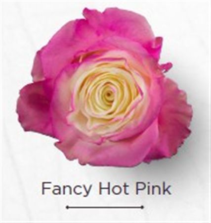 Rosa Gr Ec Tinted Fancy Hot Pink 50 cm
