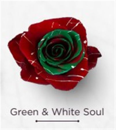 Rosa Gr Ec Tinted Green White Soul 50 cm