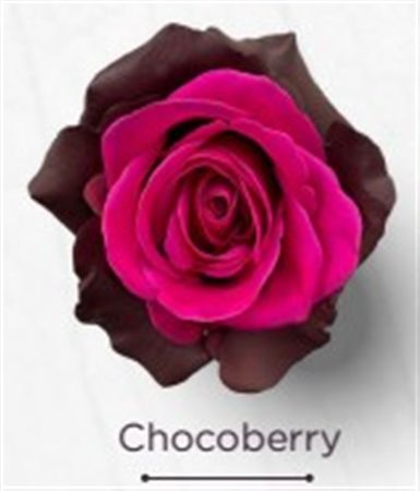 Rosa Gr Ec Tinted Chocoberry 50 cm