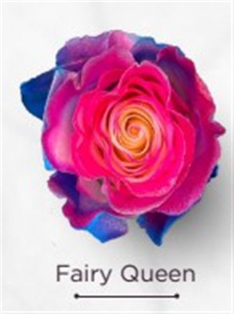Rosa Gr Ec Tinted Fairy Queen 50 cm
