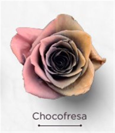 Rosa Gr Ec Tinted Chocofresa 50 cm