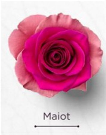 Rosa Gr Ec Tinted Maiot 50 cm