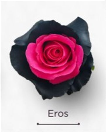 Rosa Gr Ec Tinted Eros 50 cm