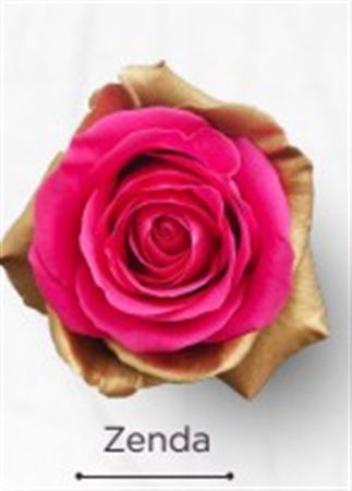 Rosa Gr Ec Tinted Zenda 50 cm