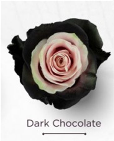 Rosa Gr Ec Tinted Dark Chocolate 50 cm