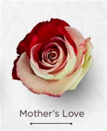 Rosa Gr Ec Tinted Mothers Love 50 cm