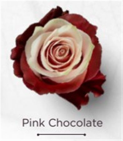 Rosa Gr Ec Tinted Pink Chocolate 50 cm