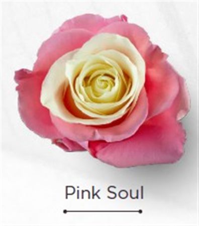 Rosa Gr Ec Tinted Pink Soul 50 cm