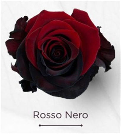 Rosa Gr Ec Tinted Rossa Nero 50 cm