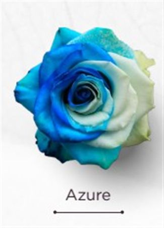 Rosa Gr Ec Tinted Azure 50 cm