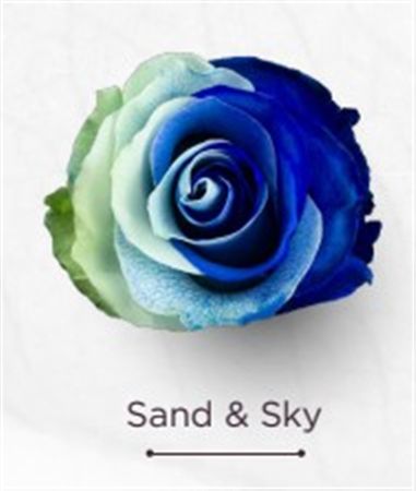 Rosa Gr Ec Tinted Sand Sky 50 cm
