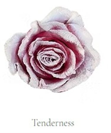 Rosa Gr Ec Tinted Tenderness 50 cm