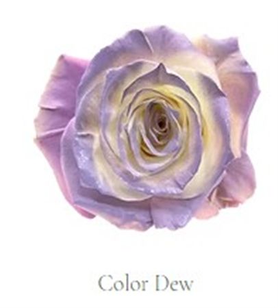 Rosa Gr Ec Tinted Color Dew 50 cm