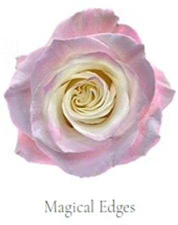 Rosa Gr Ec Tinted Magical Edges 50 cm