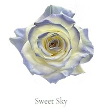 Rosa Gr Ec Tinted Sweet Sky 50 cm
