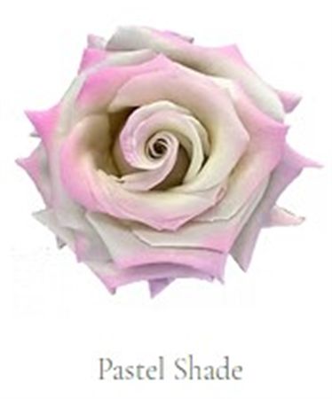 Rosa Gr Ec Tinted Pastel Shade 50 cm
