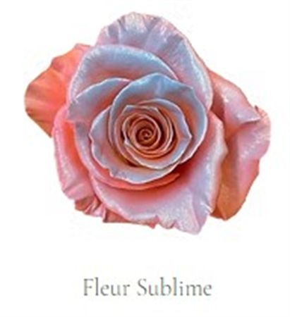 Rosa Gr Ec Tinted Fleur Sublime 50 cm