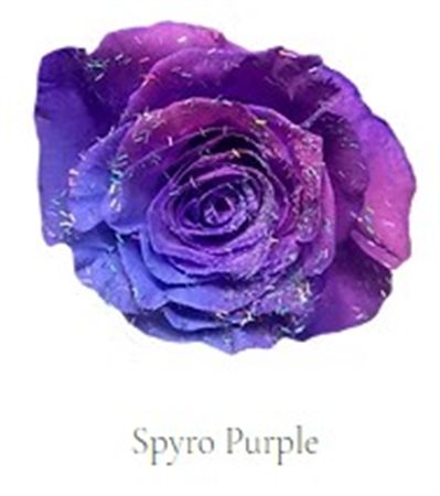 Rosa Gr Ec Tinted Spyro Purple 50 cm
