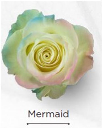 Rosa Gr Ec Tinted Mermaid 50 cm