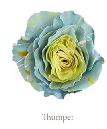 Rosa Gr Ec Tinted Thumper 50 cm