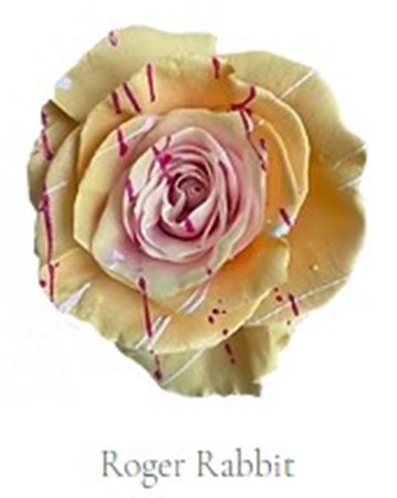 Rosa Gr Ec Tinted Roger Rabbit 50 cm