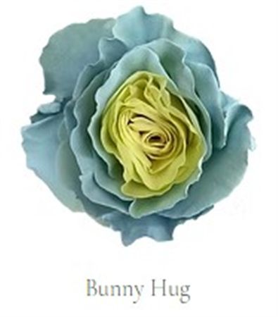 Rosa Gr Ec Tinted Bunny Hug 50 cm
