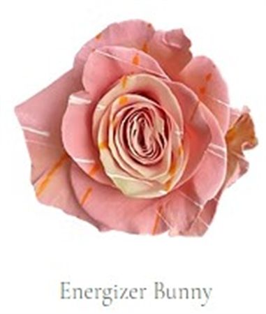 Rosa Gr Ec Tinted Energizer Bunny 50 cm