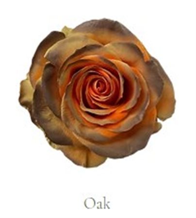 Rosa Gr Ec Tinted Oak 50 cm