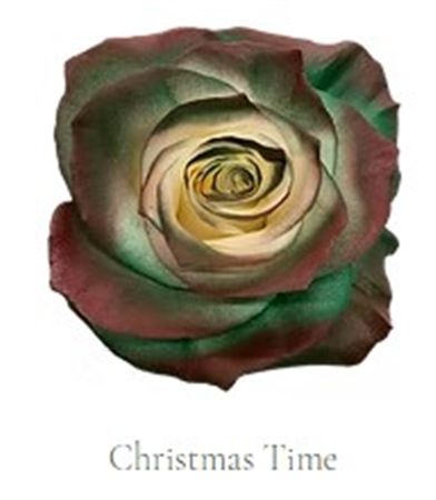 Rosa Gr Ec Tinted Christmas Time 50 cm