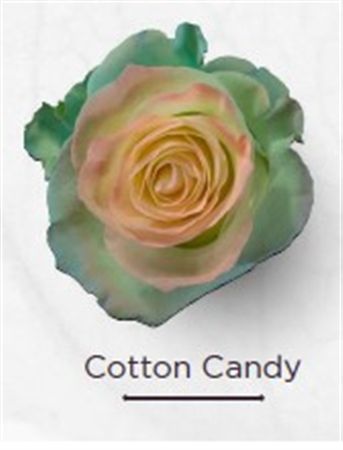 Rosa Gr Ec Tinted Cotton Candy 50 cm