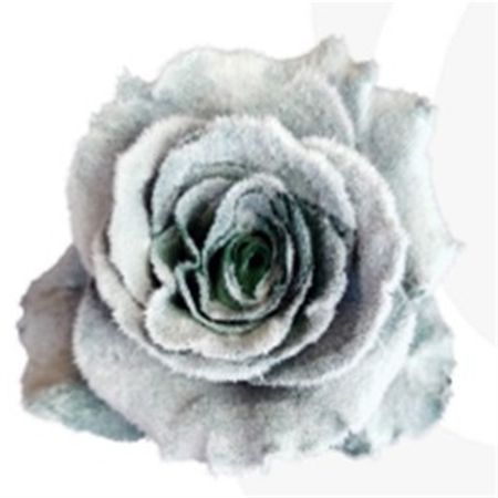 Rosa Gr Ec Tinted Ice 50 cm