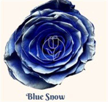 Rosa Gr Ec Tinted Blue Snow 50 cm