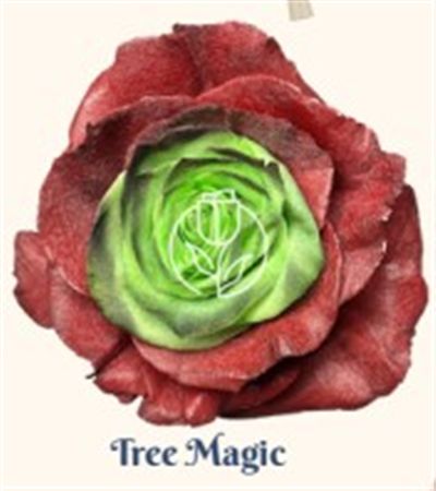 Rosa Gr Ec Tinted Tree Magic 50 cm