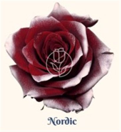Rosa Gr Ec Tinted Nordic 50 cm